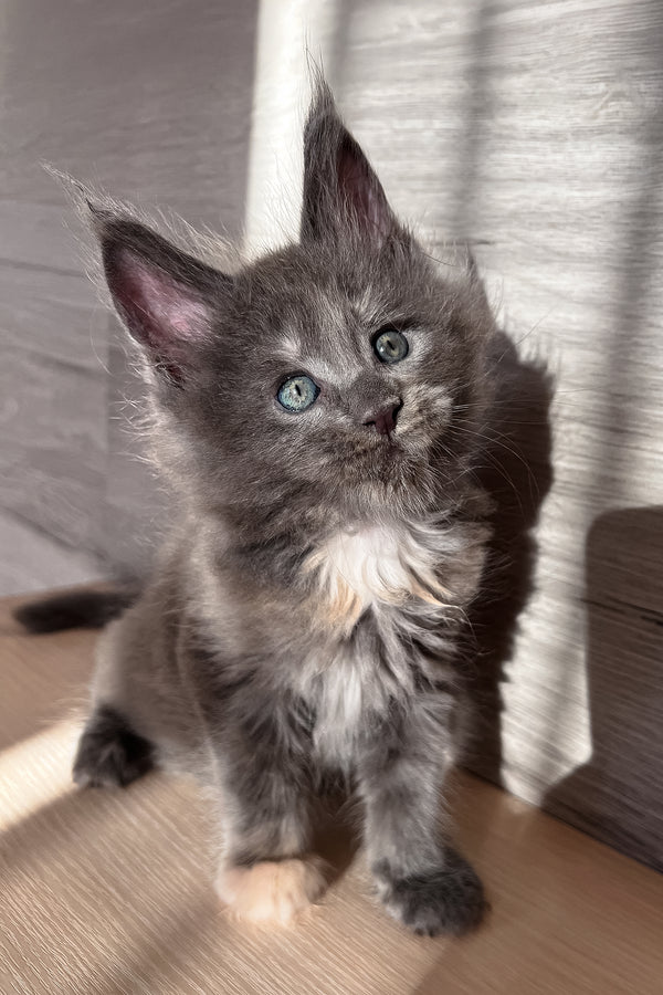 Prima | Maine Coon Kitten