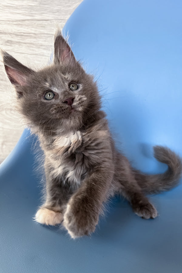 Prima | Maine Coon Kitten
