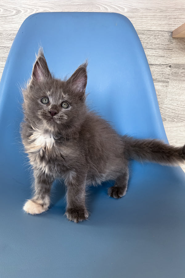 Prima | Maine Coon Kitten