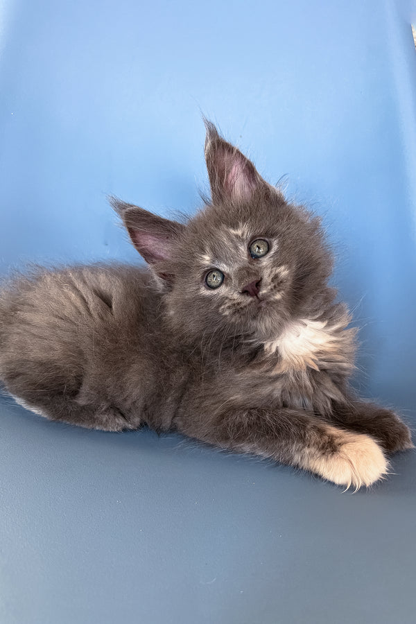 Prima | Maine Coon Kitten