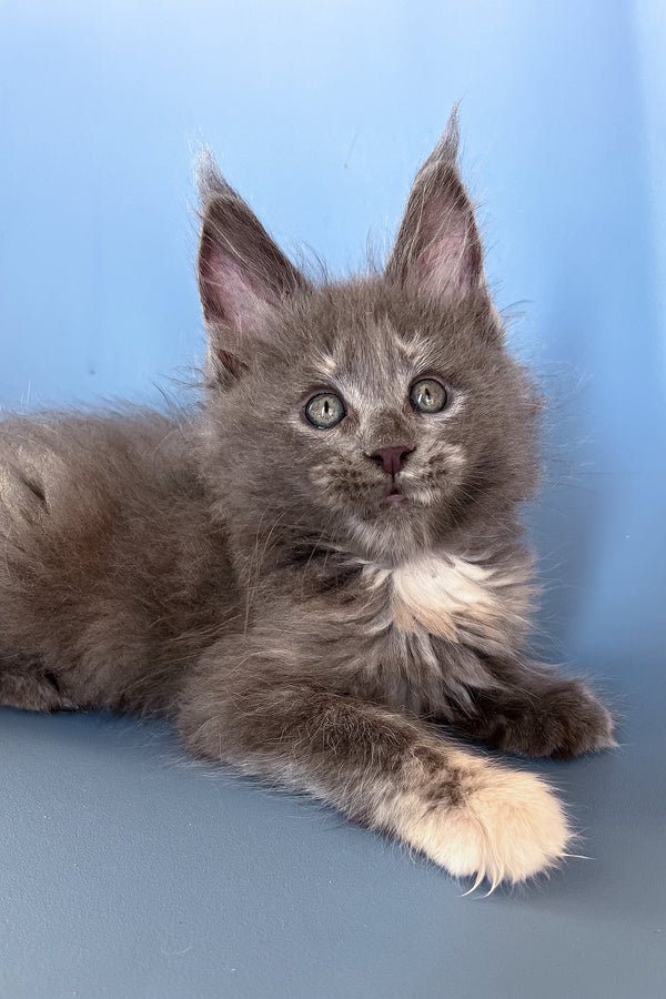 Prima | Maine Coon Kitten