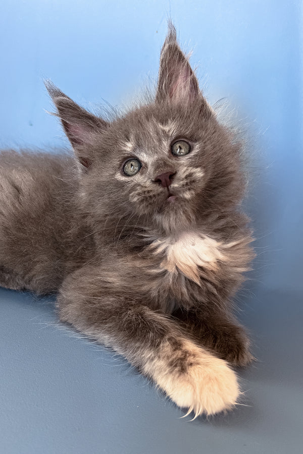 Prima | Maine Coon Kitten