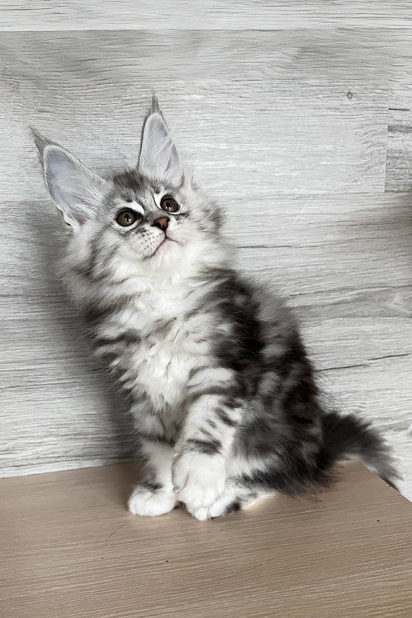 Sonya | Maine Coon Kitten