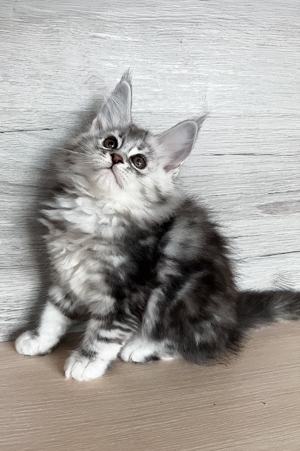 Sonya | Maine Coon Kitten