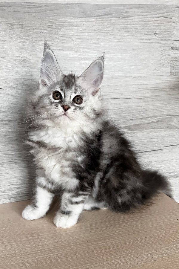 Sonya | Maine Coon Kitten