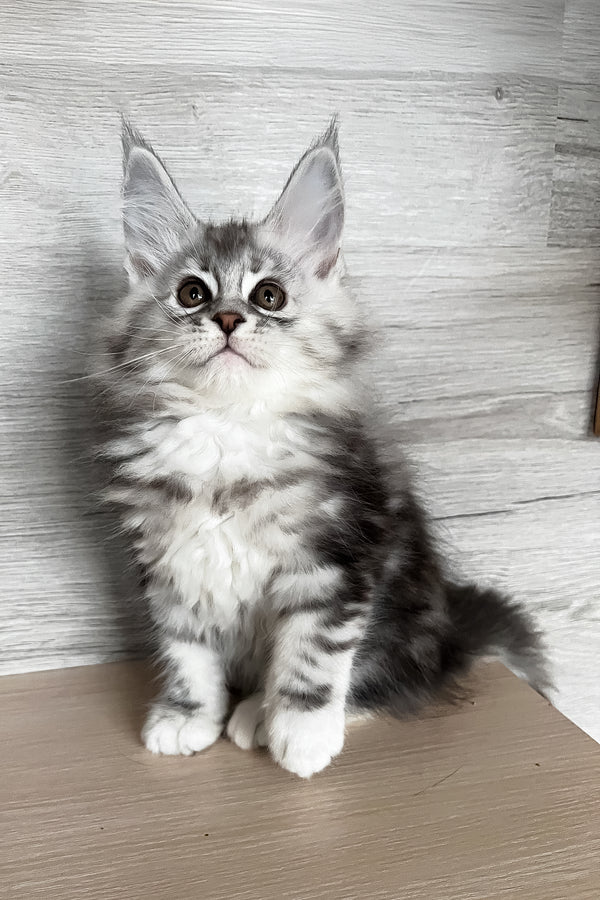 Sonya | Maine Coon Kitten