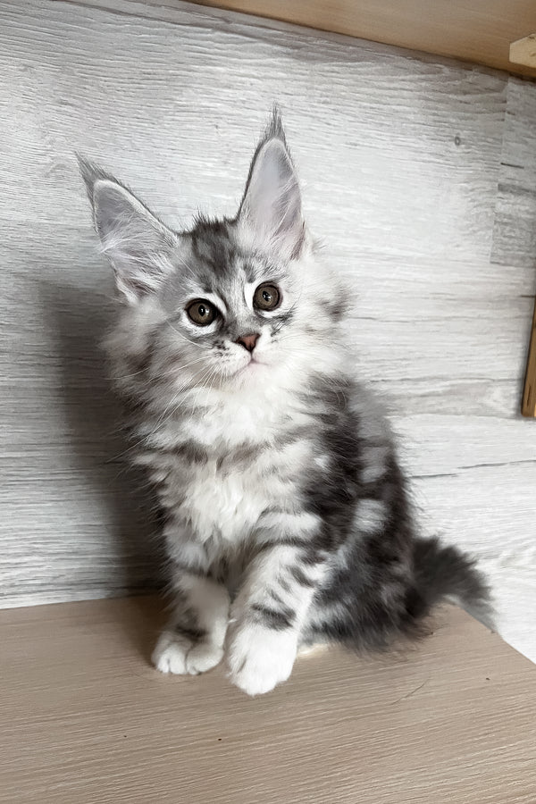 Sonya | Maine Coon Kitten