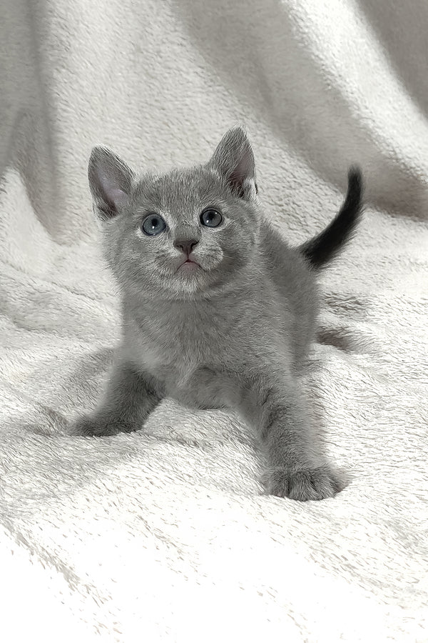 Artos | Russian Blue Kitten