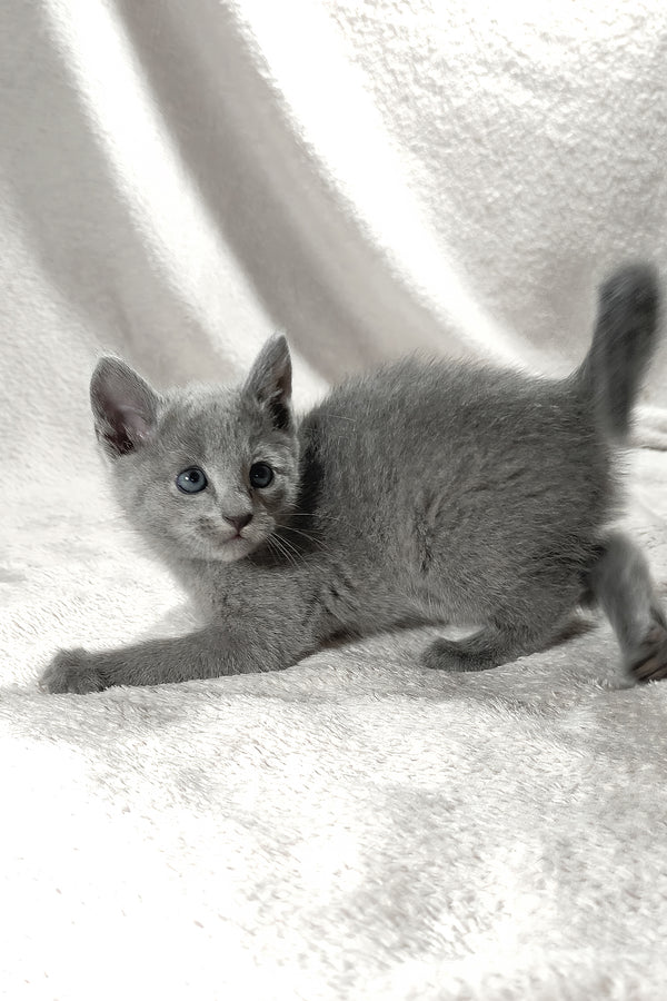 Artos | Russian Blue Kitten