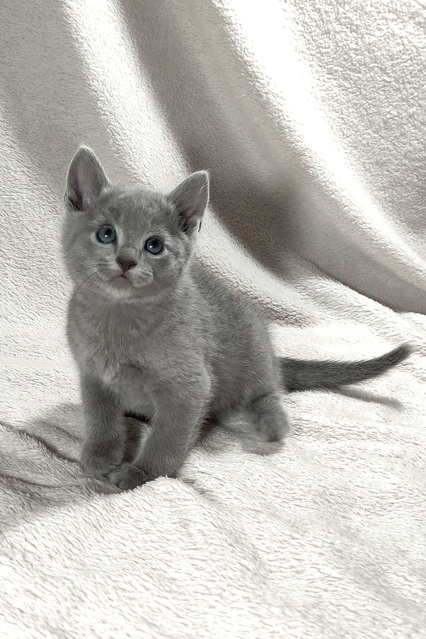 Artos | Russian Blue Kitten