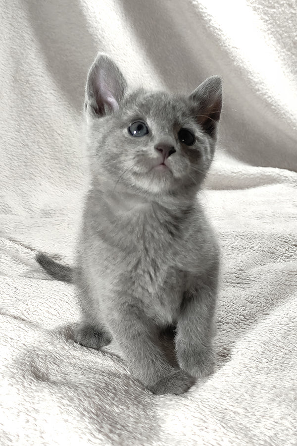 Artos | Russian Blue Kitten