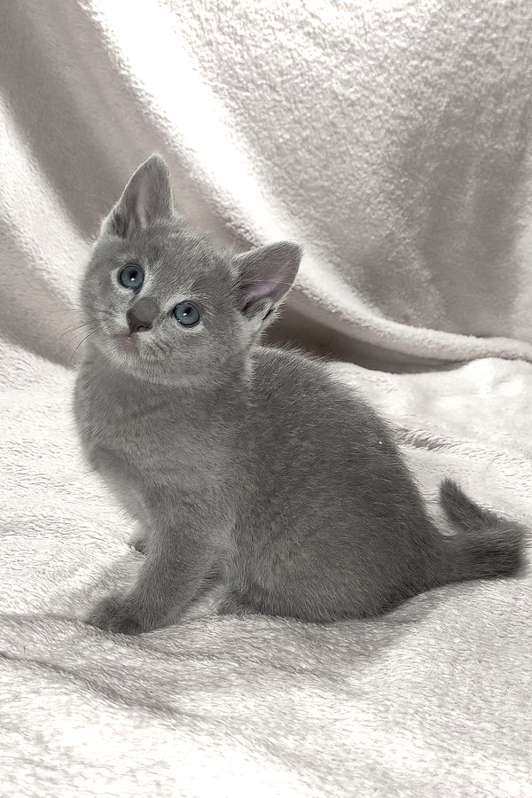 Artos | Russian Blue Kitten