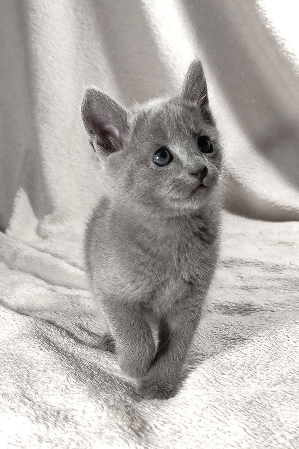 Artos | Russian Blue Kitten