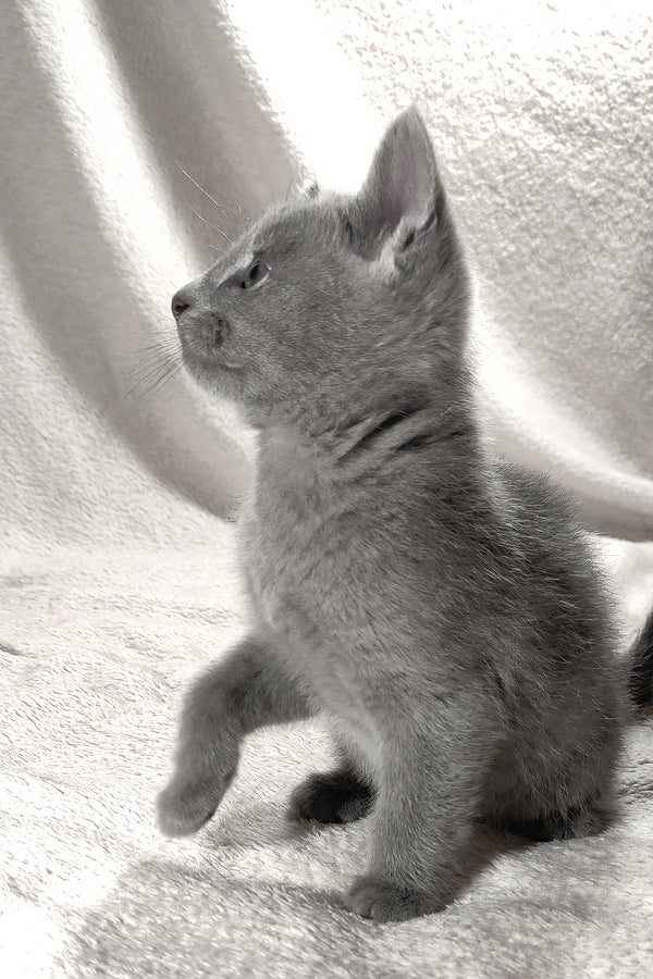 Artos | Russian Blue Kitten