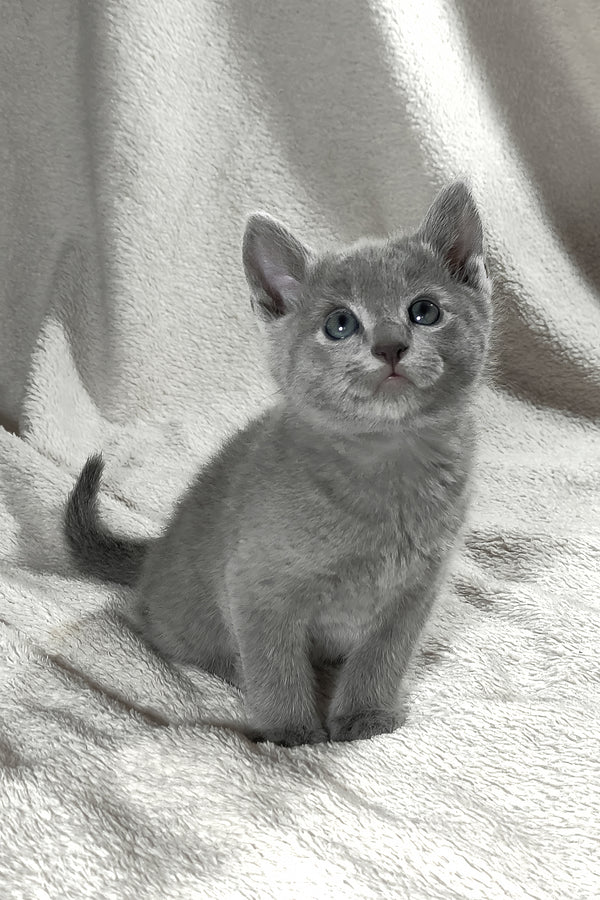 Artos | Russian Blue Kitten