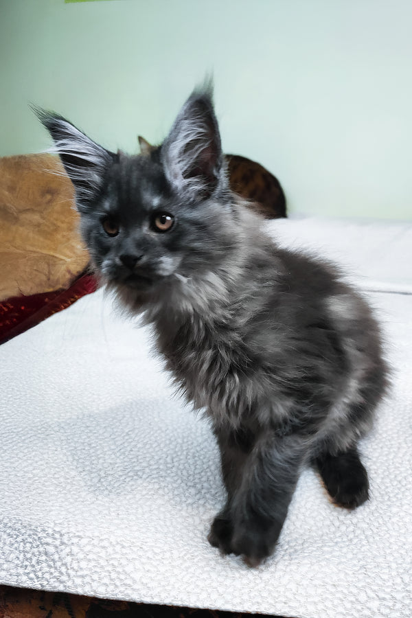 Leonard | Maine Coon Kitten