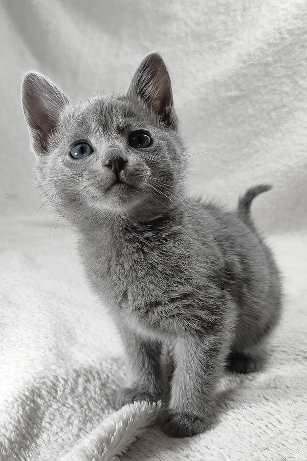 Luntik | Russian Blue Kitten