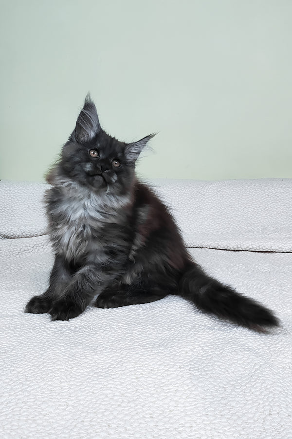 Leonard | Maine Coon Kitten