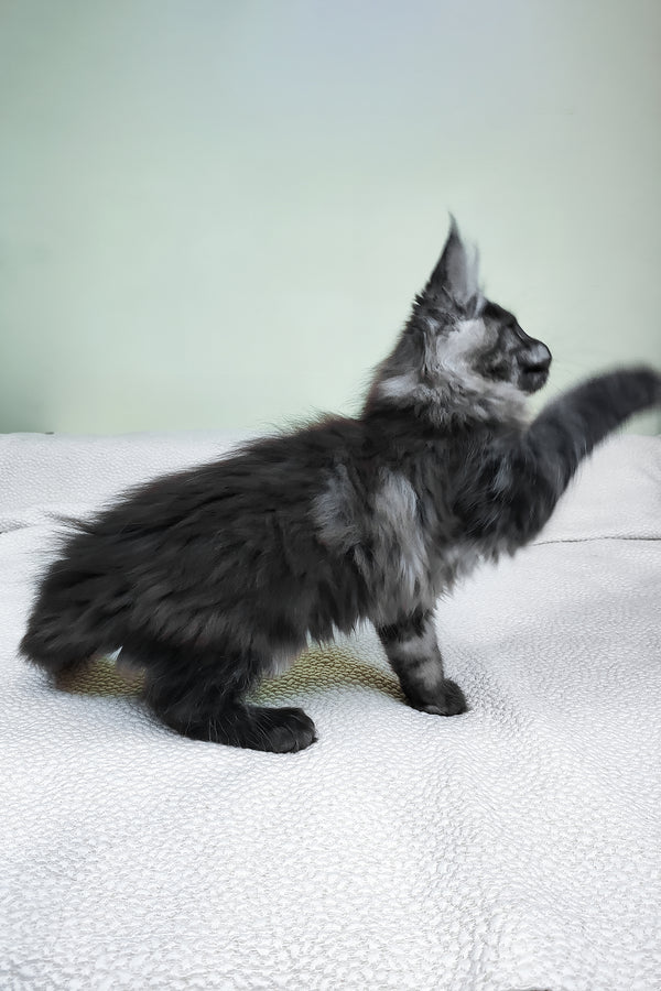 Leonard | Maine Coon Kitten