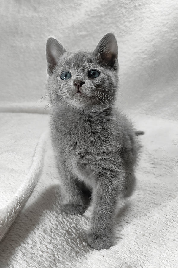Luntik | Russian Blue Kitten