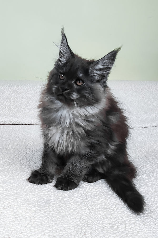 Leonard | Maine Coon Kitten