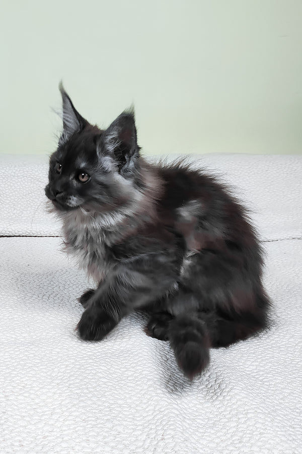 Leonard | Maine Coon Kitten