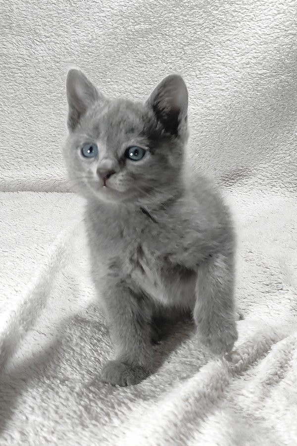 Luntik | Russian Blue Kitten