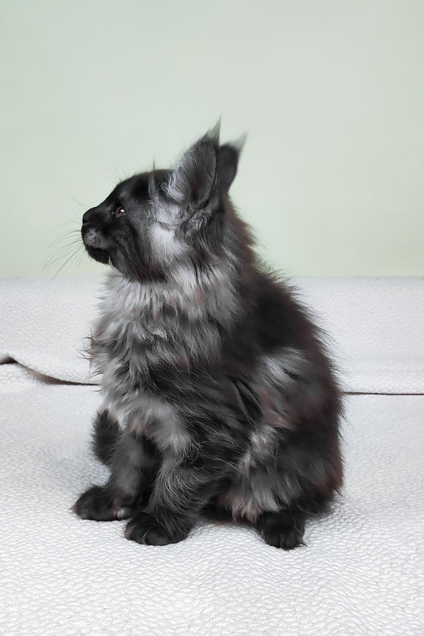 Leonard | Maine Coon Kitten