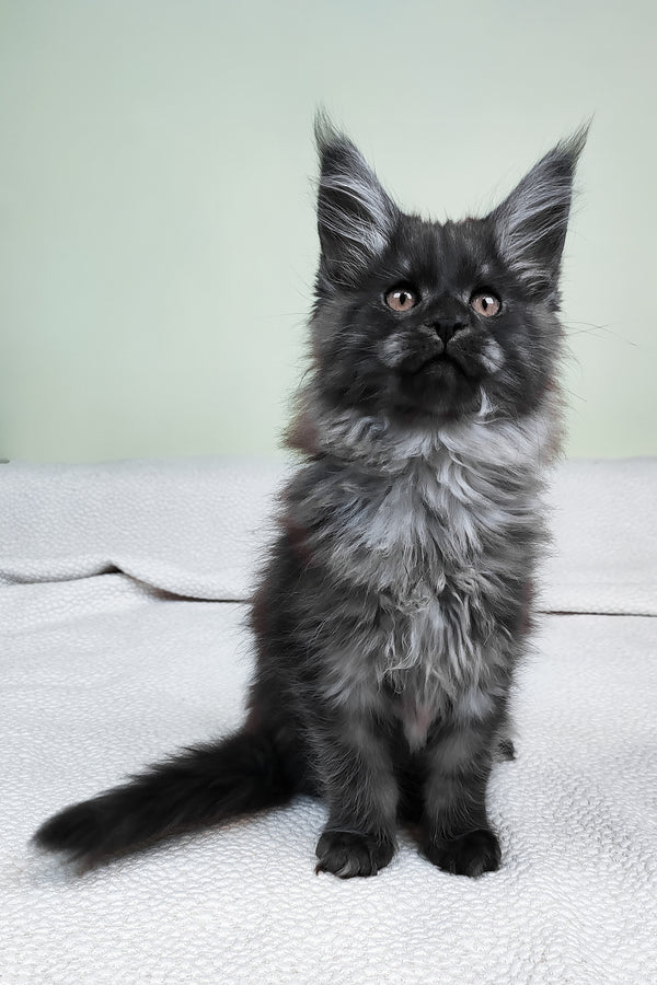 Leonard | Maine Coon Kitten