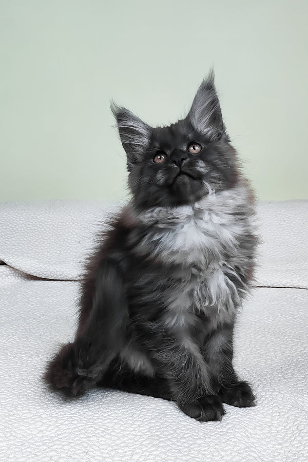 Leonard | Maine Coon Kitten