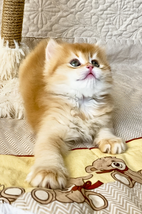 Fai | British Longhair Kitten