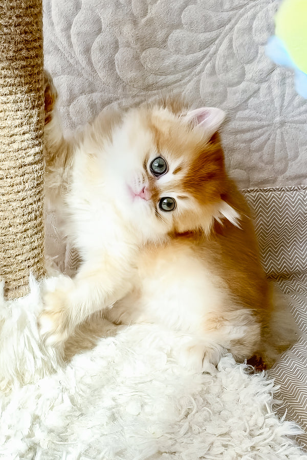 Fai | British Longhair Kitten