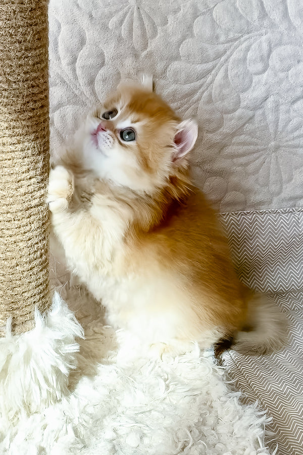 Fai | British Longhair Kitten