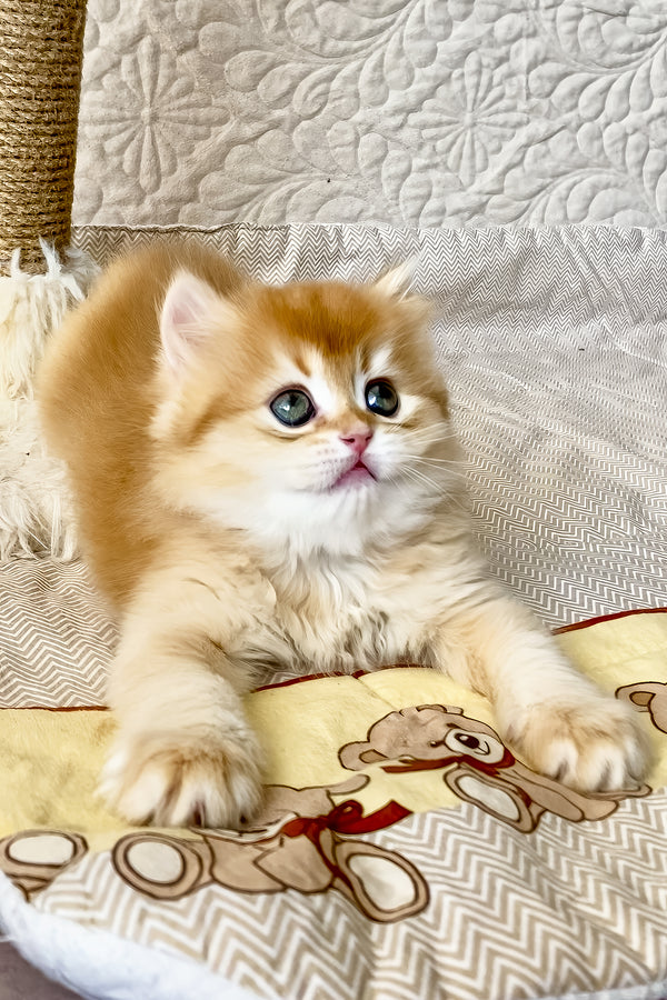 Fai | British Longhair Kitten