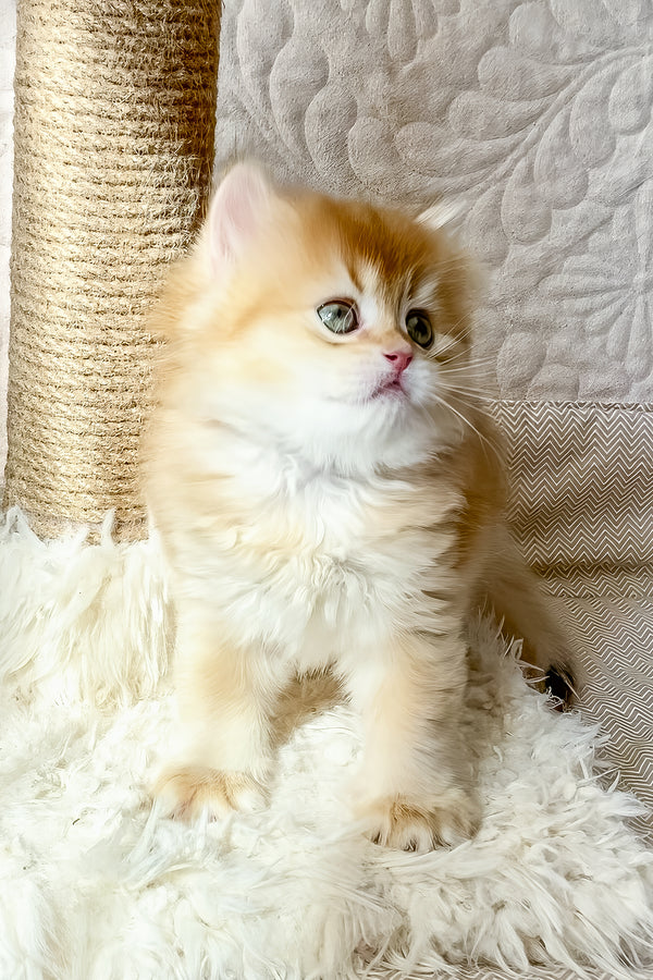 Fai | British Longhair Kitten