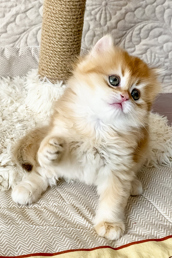 Fai | British Longhair Kitten
