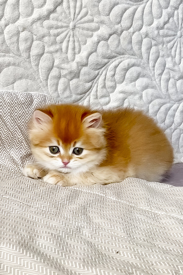 Fai | British Longhair Kitten