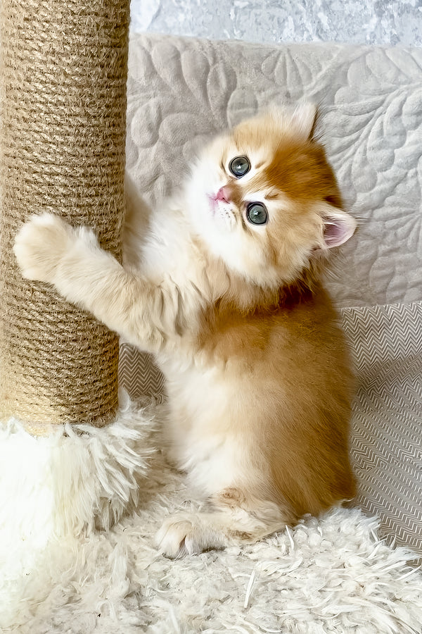 Fai | British Longhair Kitten