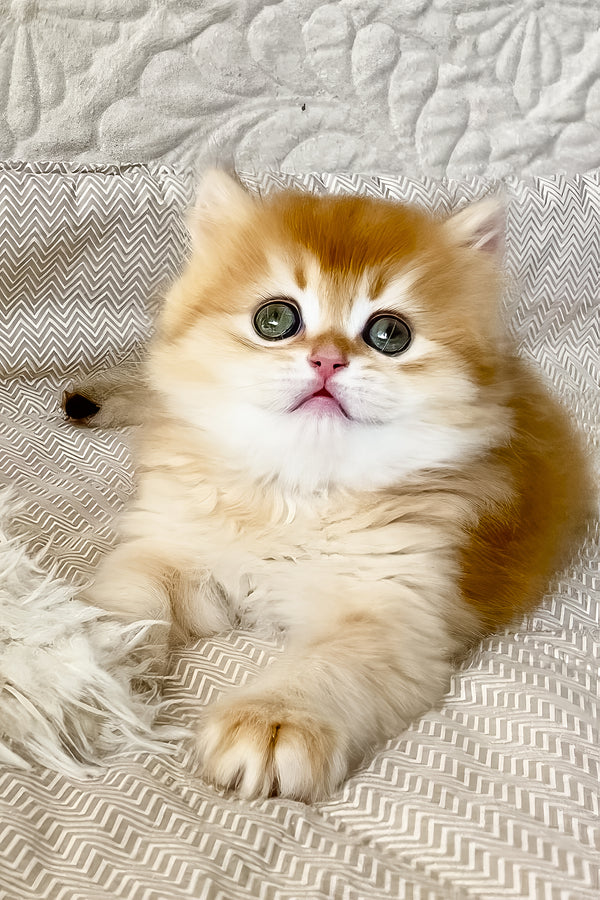 Fai | British Longhair Kitten
