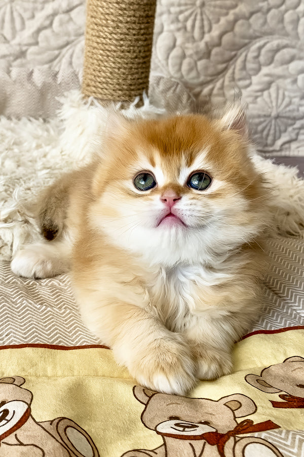 Fai | British Longhair Kitten