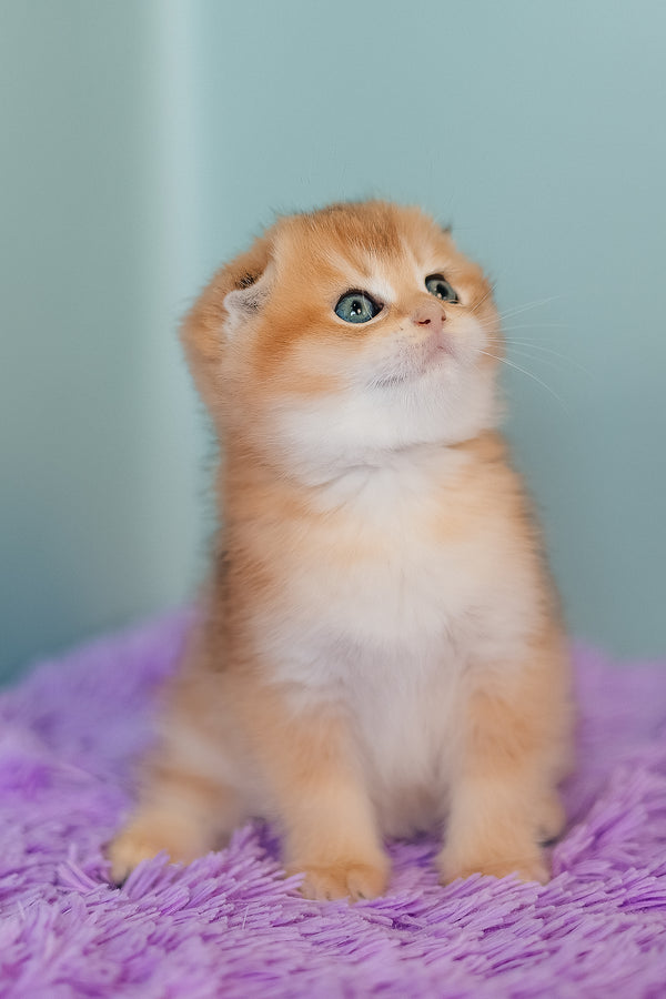 Candy | Scottish Fold Kitten