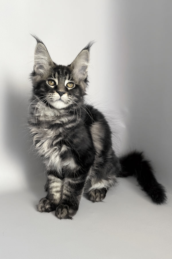 Pusha | Maine Coon Kitten