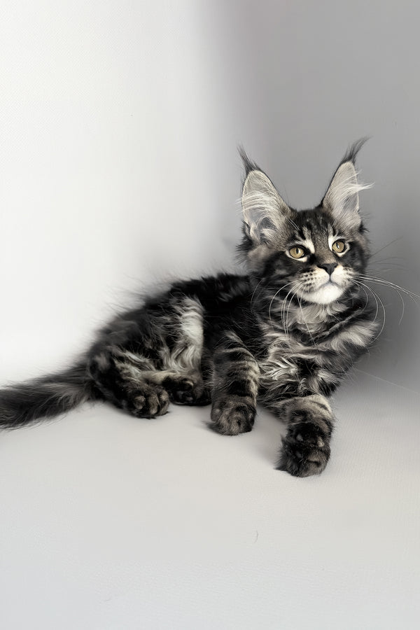 Pusha | Maine Coon Kitten