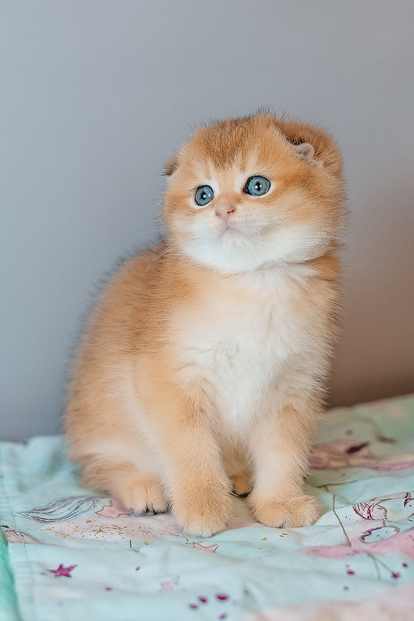 Candy | Scottish Fold Kitten