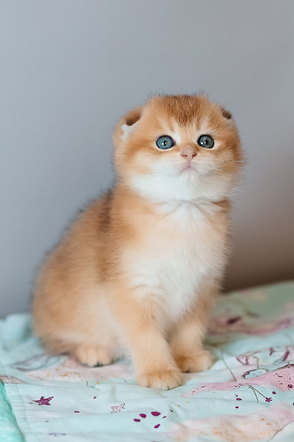 Candy | Scottish Fold Kitten