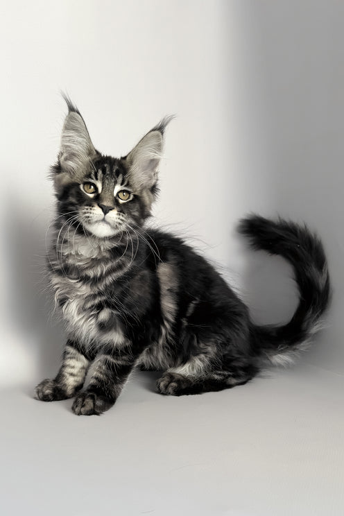 Pushа | Maine Coon Kitten