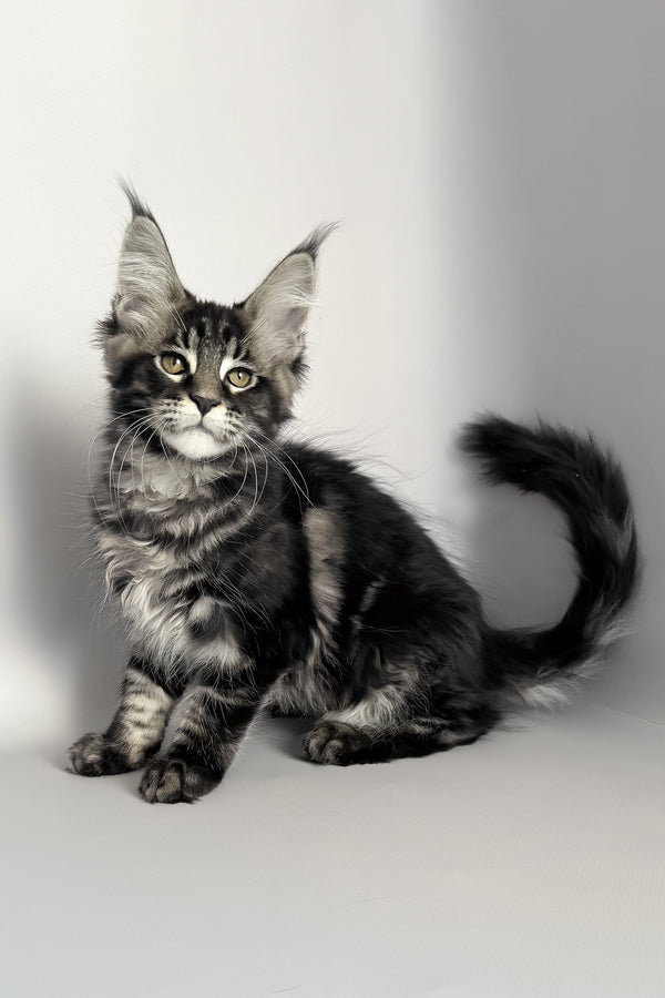 Pusha | Maine Coon Kitten