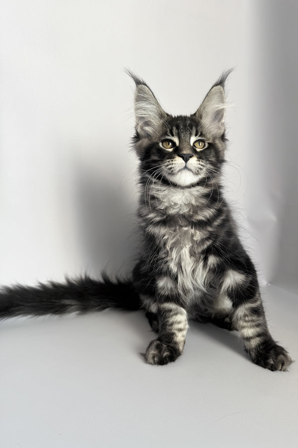 Pusha | Maine Coon Kitten