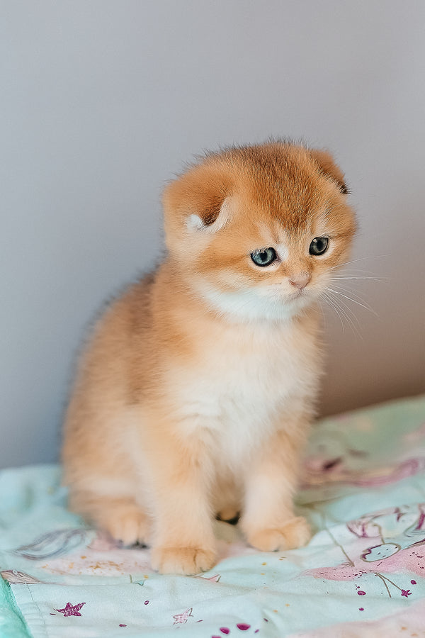 Candy | Scottish Fold Kitten