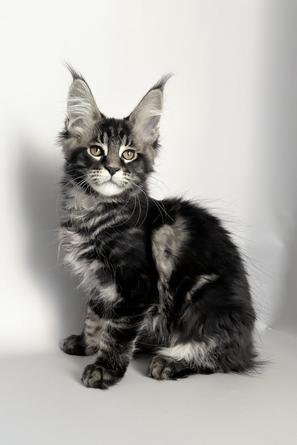 Pusha | Maine Coon Kitten